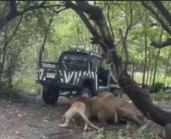 优配交易 饲养员主动背对狮群, 被咬了都不动? 这一幕让人怀疑他故意自杀